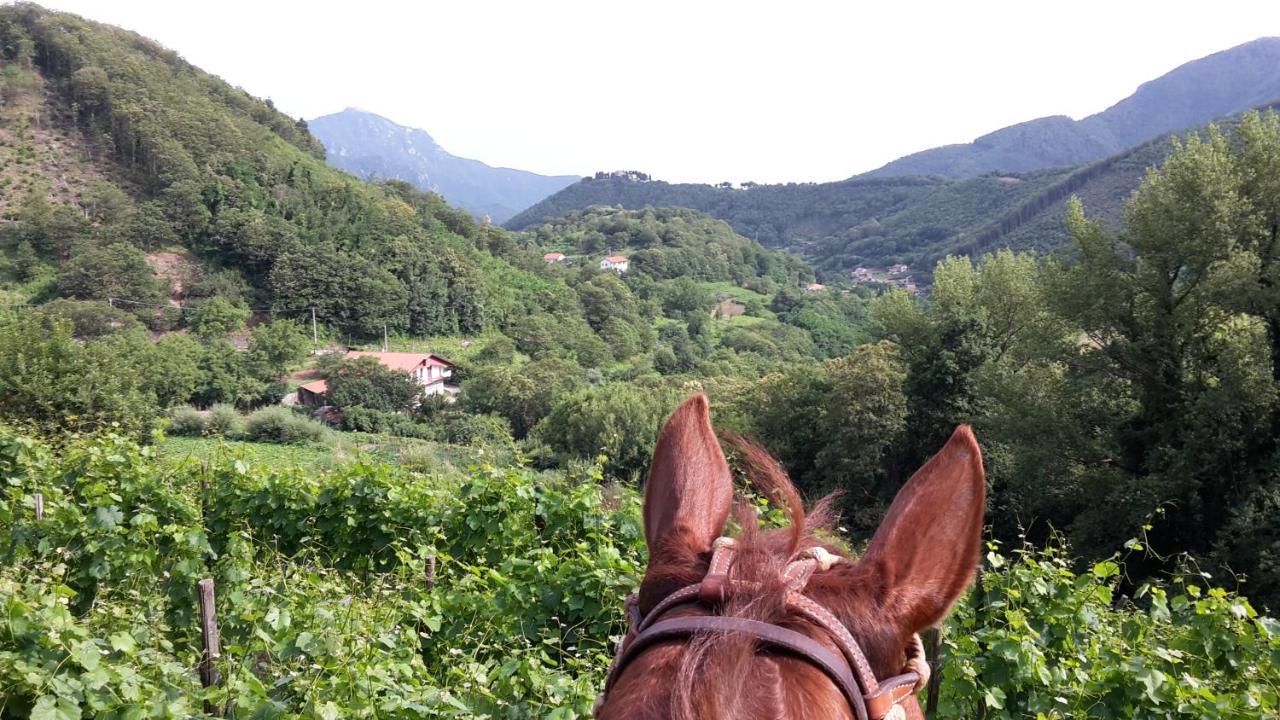 Cantina Del Casale Tramonti Ngoại thất bức ảnh